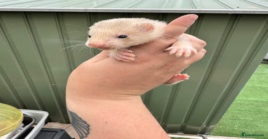Ferret rodents - Advert 6