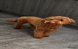Miniature Poodle dogs for stud: KC health tested dog via POLICE K9 behaviourist - Image 17