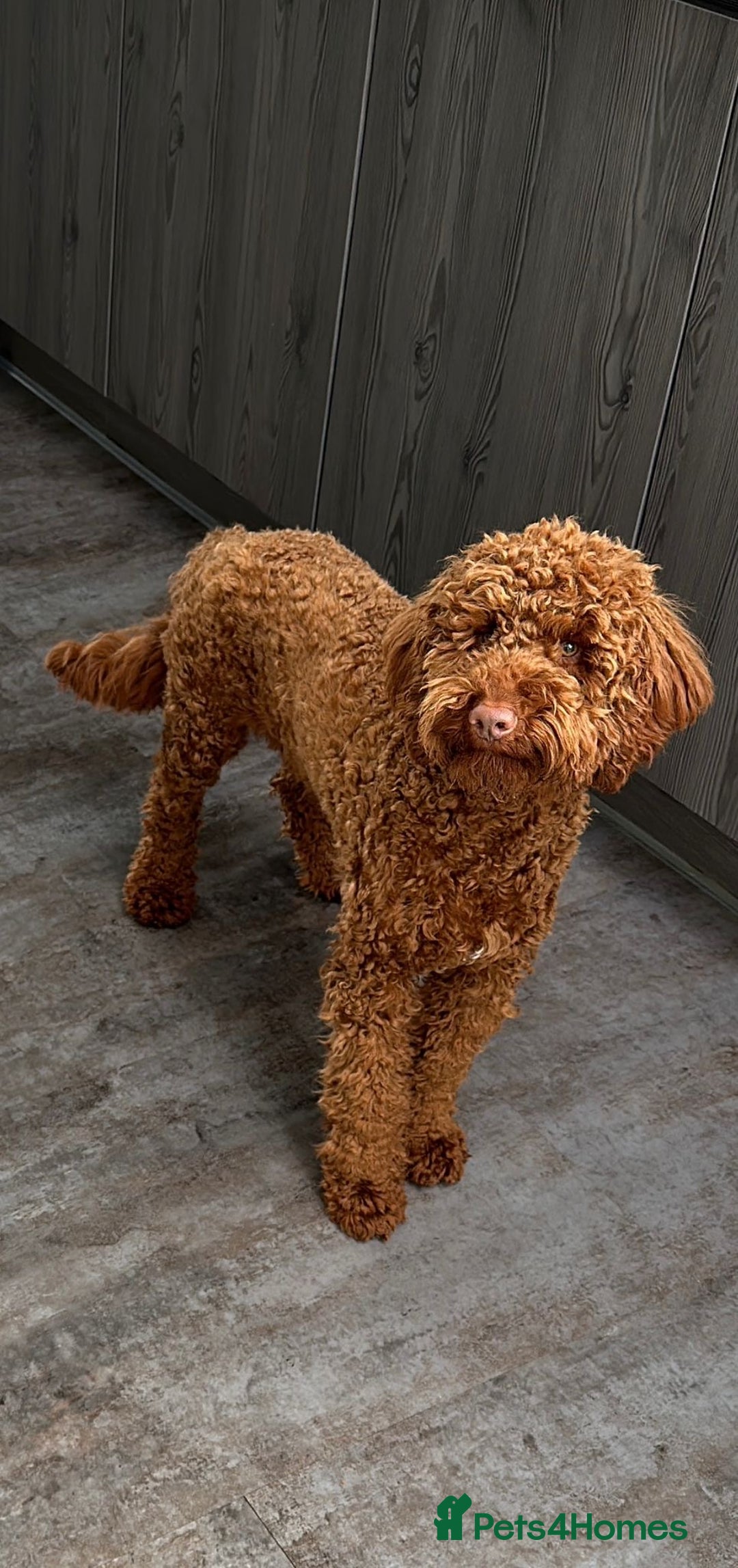 Miniature Poodle dogs for stud: KC health tested dog via POLICE K9 behaviourist - Image 17