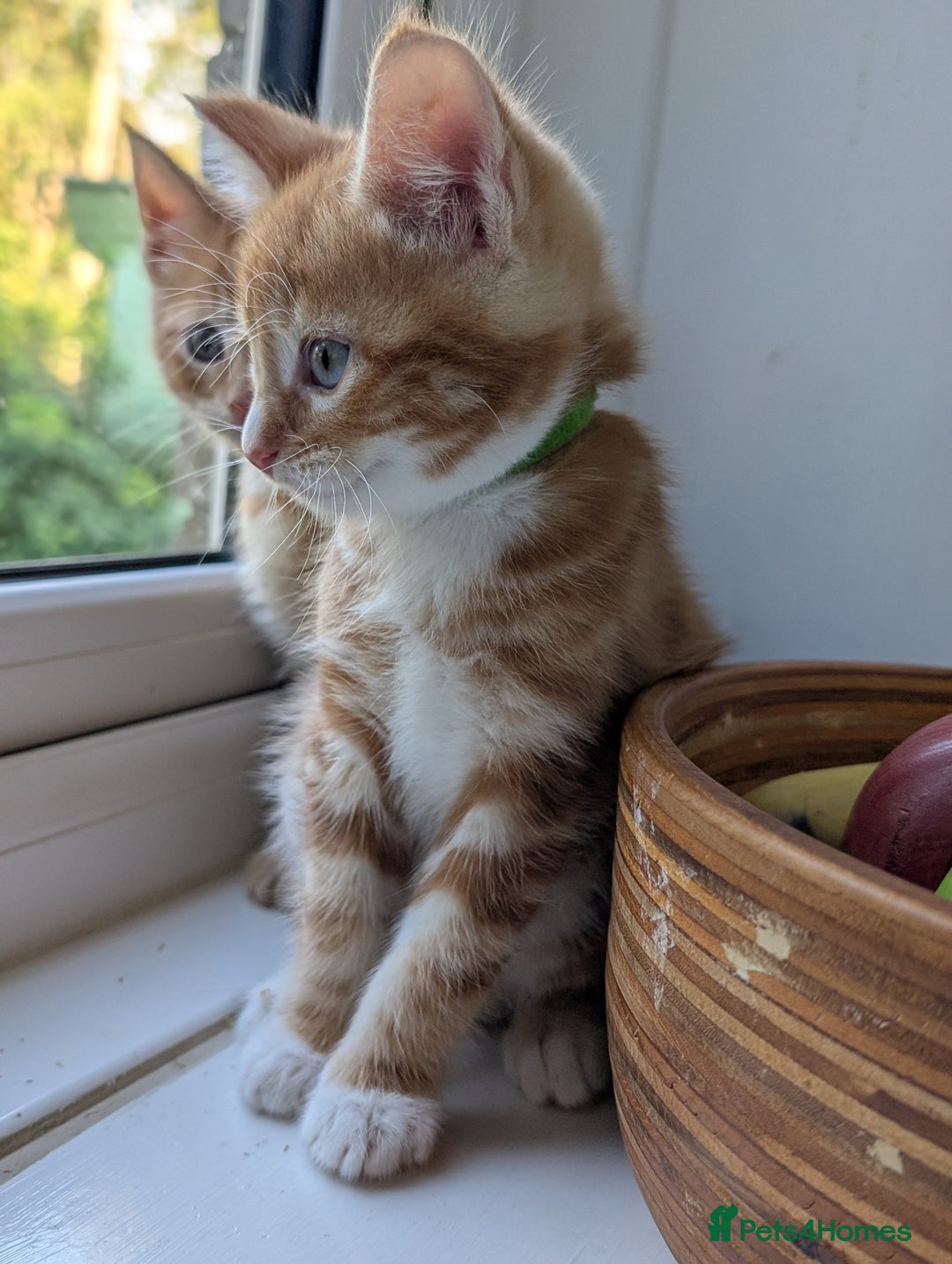 Mixed Breed cats for sale: We're just waiting for the perfect new home - Image 4