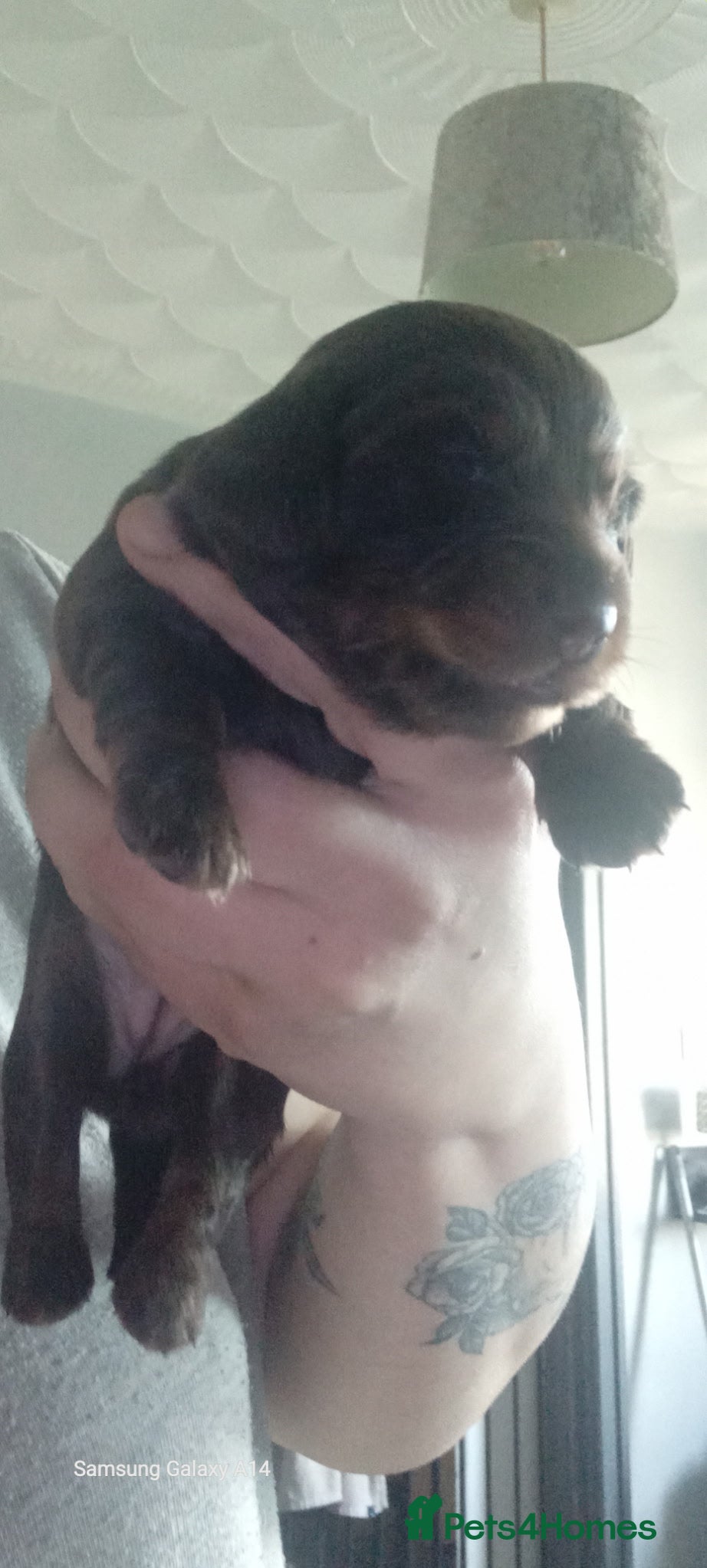 Miniature Dachshund dogs for sale: Long haired mini Dachshund chocolate/tan pointers in Sheffield - Advert 7