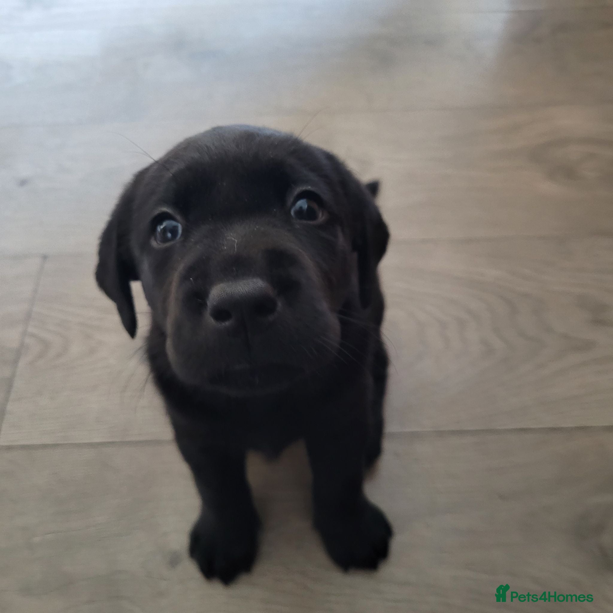 Labrador Retriever dogs Working Labrador Puppies for Sale! - Advert 5