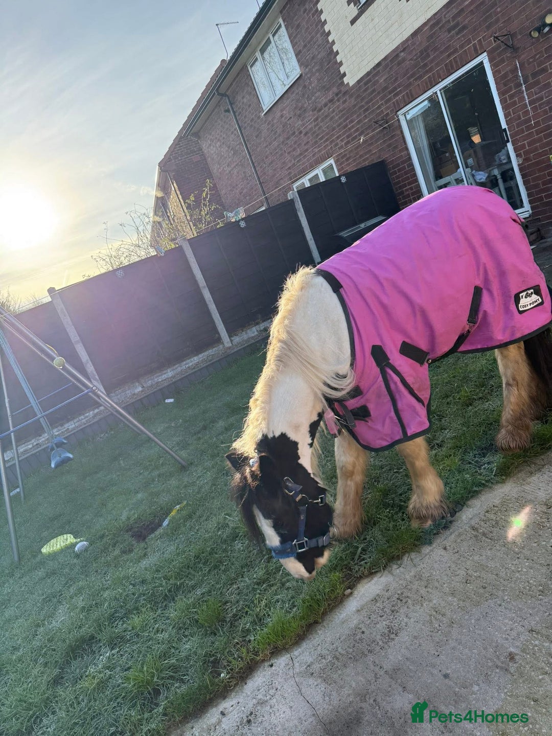 Irish Cob horses for sale: Sandy 11.2/3hh Rising 4 years old - Advert 2