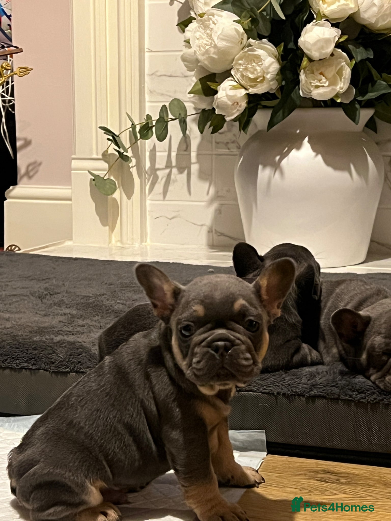 French Bulldog dogs Trio of French bulldogs 1 female 2 males - Advert 9