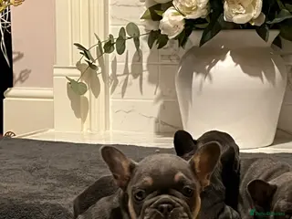 French Bulldog dogs Trio of French bulldogs 1 female 2 males - Advert 9