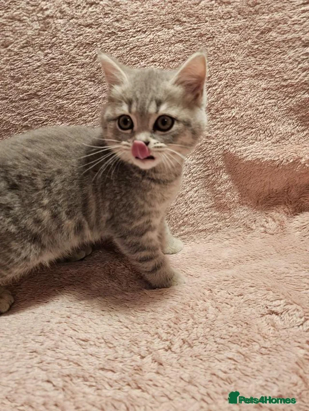 British Shorthair cats for sale: 💕🐾 Adorable Silver Tabby kittens for sale 🐾💕 - Advert 2