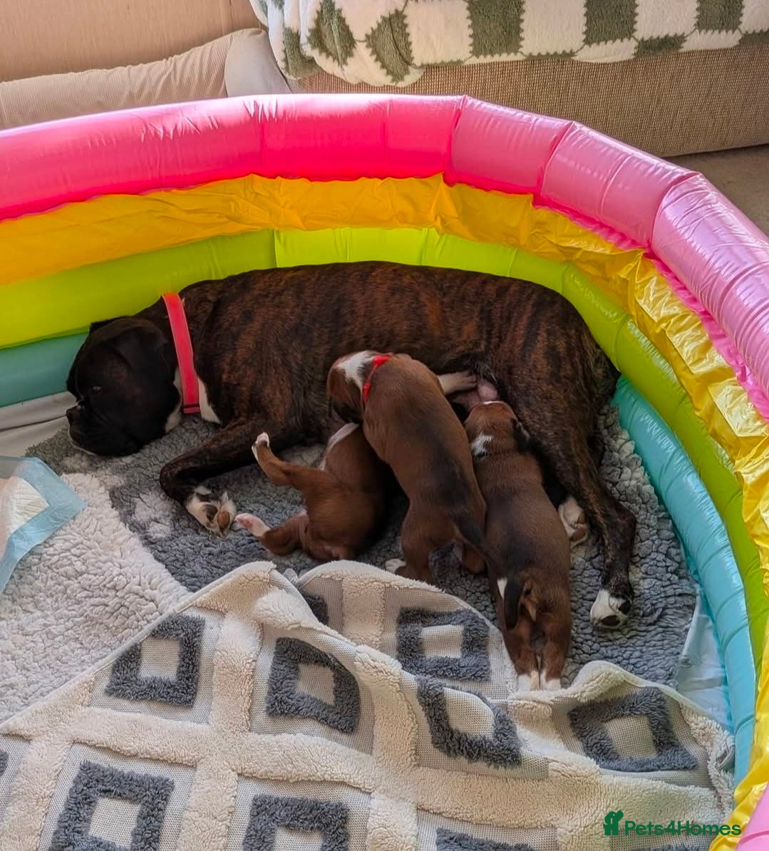 Boxer dogs for sale: 🐾✨ Stunning KC Registered Boxer Puppies ✨🐾 - Advert 3