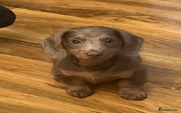 Miniature Dachshund dogs for sale: REDUCED Mini Isabella/tan Dachshunds  VACCINATED - Image 28