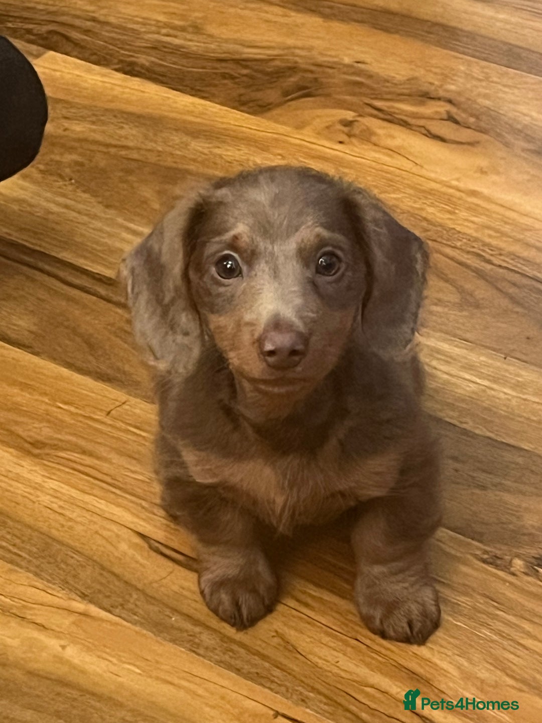 Miniature Dachshund dogs for sale: REDUCED Mini Isabella/tan Dachshunds  VACCINATED - Image 28