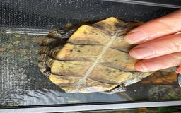Turtle reptiles for sale: Mississippi map turtles x2 and set up - Image 6