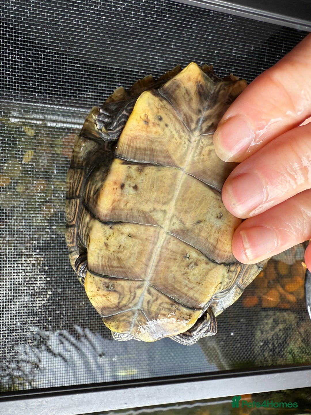 Turtle reptiles for sale: Mississippi map turtles x2 and set up - Image 6