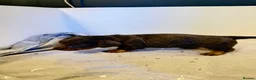 Miniature Dachshund dogs for sale: LONG HAIRED MINIATURE RUSSIAN DACHSHUNDS  - Advert 14
