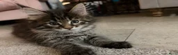Maine Coon cats for sale: Maine coon kitten - Advert 2