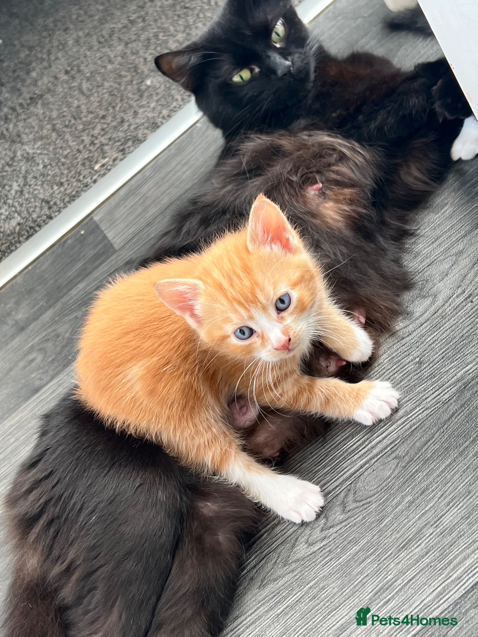 Mixed Breed cats 🐾Mixed-Breed Kittens Looking for Loving Homes! 🐾 - Advert 13