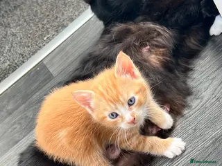 Mixed Breed cats 🐾Mixed-Breed Kittens Looking for Loving Homes! 🐾 - Advert 13