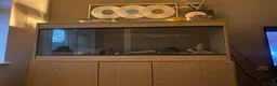 Bearded Dragon reptiles for sale: Bearded dragon free with the vivarium all included in Aberdeen - Advert 8