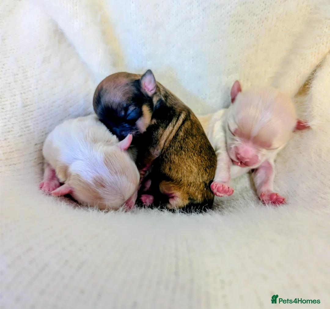 Chihuahua dogs for sale:  3 ABSOLUTELY GORGEOUS CHIHUAHUA PUPPIES FOR SALE - Advert 22