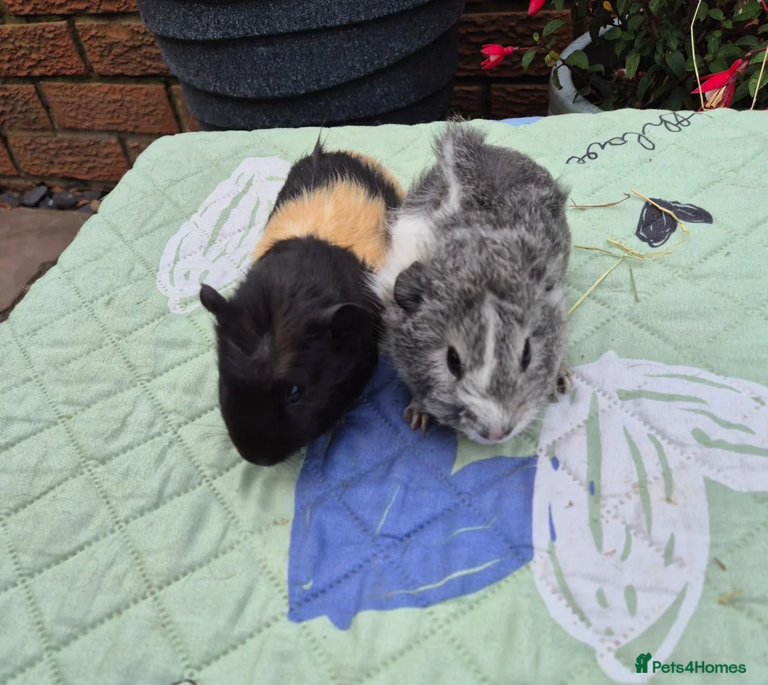 Guinea Pig rodents for sale: Baby Boy Guinea Pigs 1 Californian - Advert 2