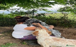 English Setter dogs for adoption: Tana  - Image 9
