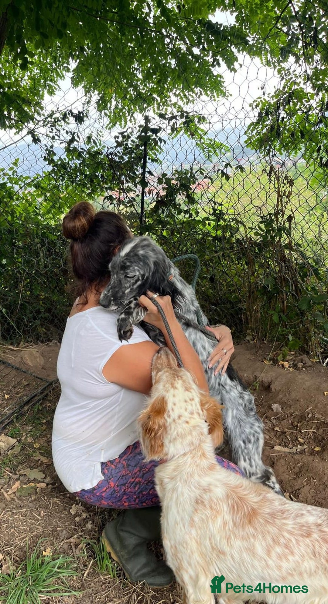 English Setter dogs for adoption: Tana  - Image 9
