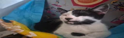 Mixed Breed cats for sale: Cheeky harlequin kittens - Advert 6