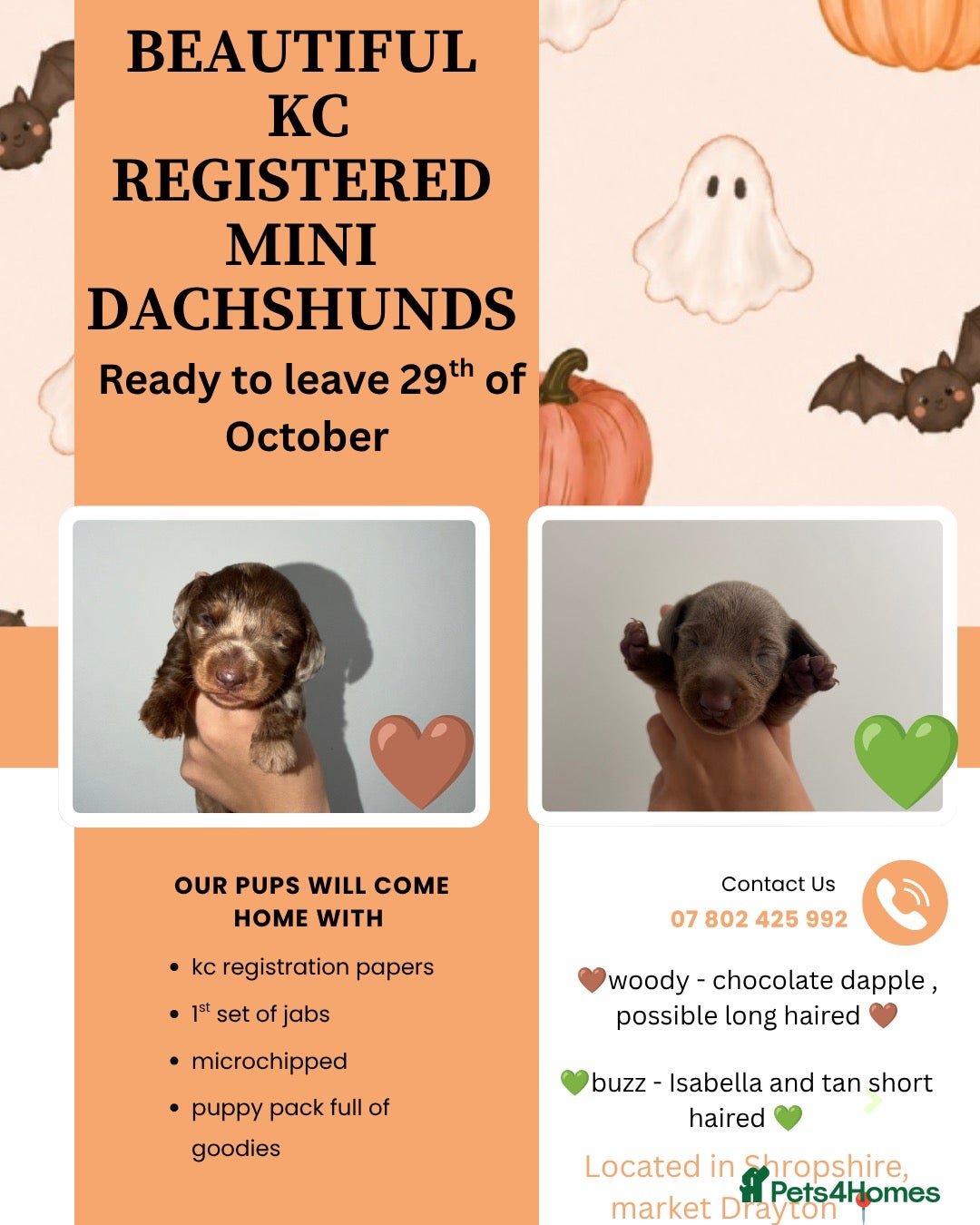 Miniature Dachshund dogs Gorgeous kc registered miniature dachshunds 🎃🖤 - Advert 1