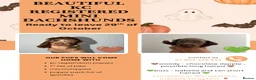 Miniature Dachshund dogs for sale: Gorgeous kc registered miniature dachshunds 🎃🖤 in Market Drayton - Advert 1