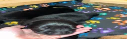 German Shepherd dogs for sale: beautiful shepkita puppies  - Advert 23