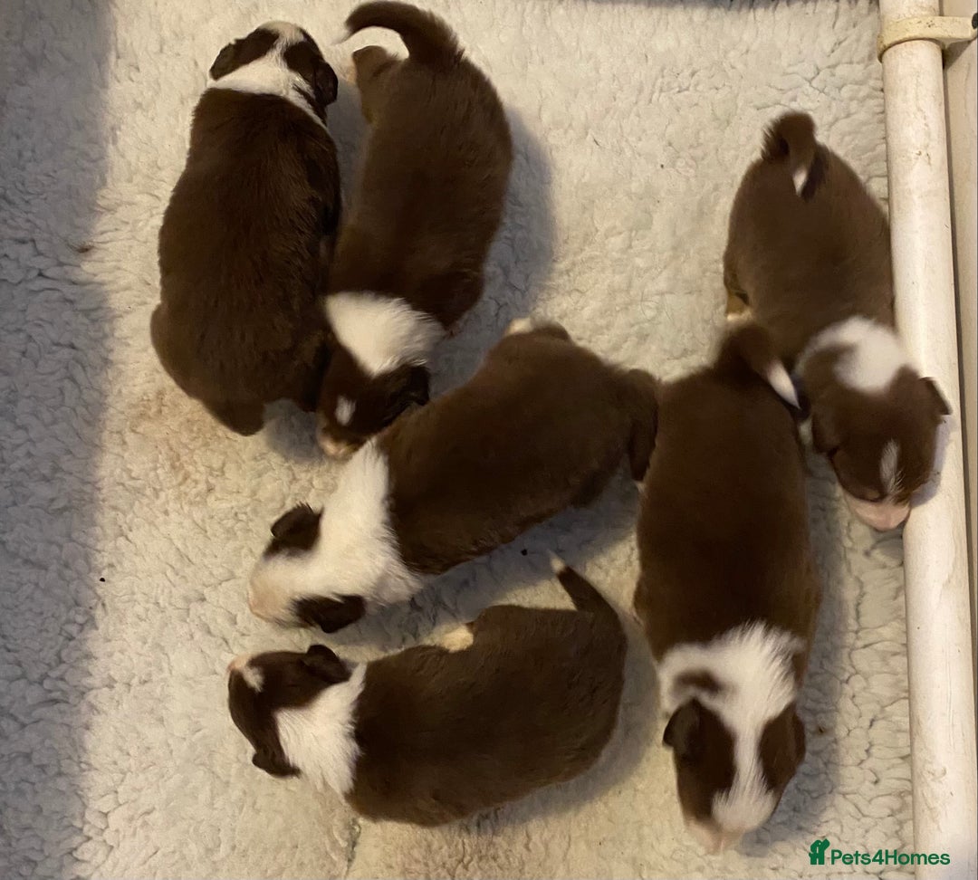 Border Collie dogs for sale: Quality Red, White & Gold Border Collie Pups - Advert 7