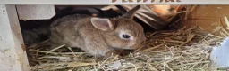Netherland Dwarf rabbits for sale: Cute cheeky little netherland dwarf babies- m & f - Advert 7
