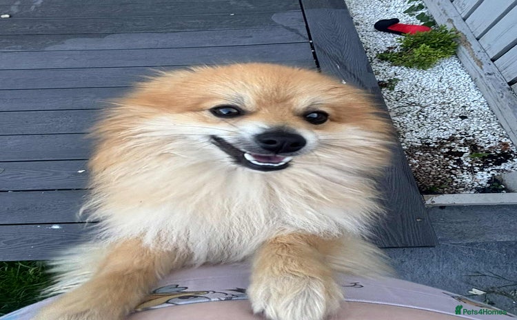 Pomeranian dogs - Advert 1