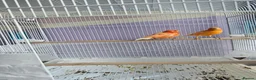 Canaries birds for sale: 2 cannaries - Advert 3