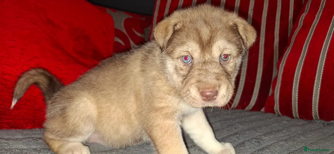 Mixed Breed dogs for sale: Siberian husky + Rus A Pei - Advert 29