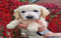 Golden Retriever dogs for stud: KC Golden for Stud - Image 6