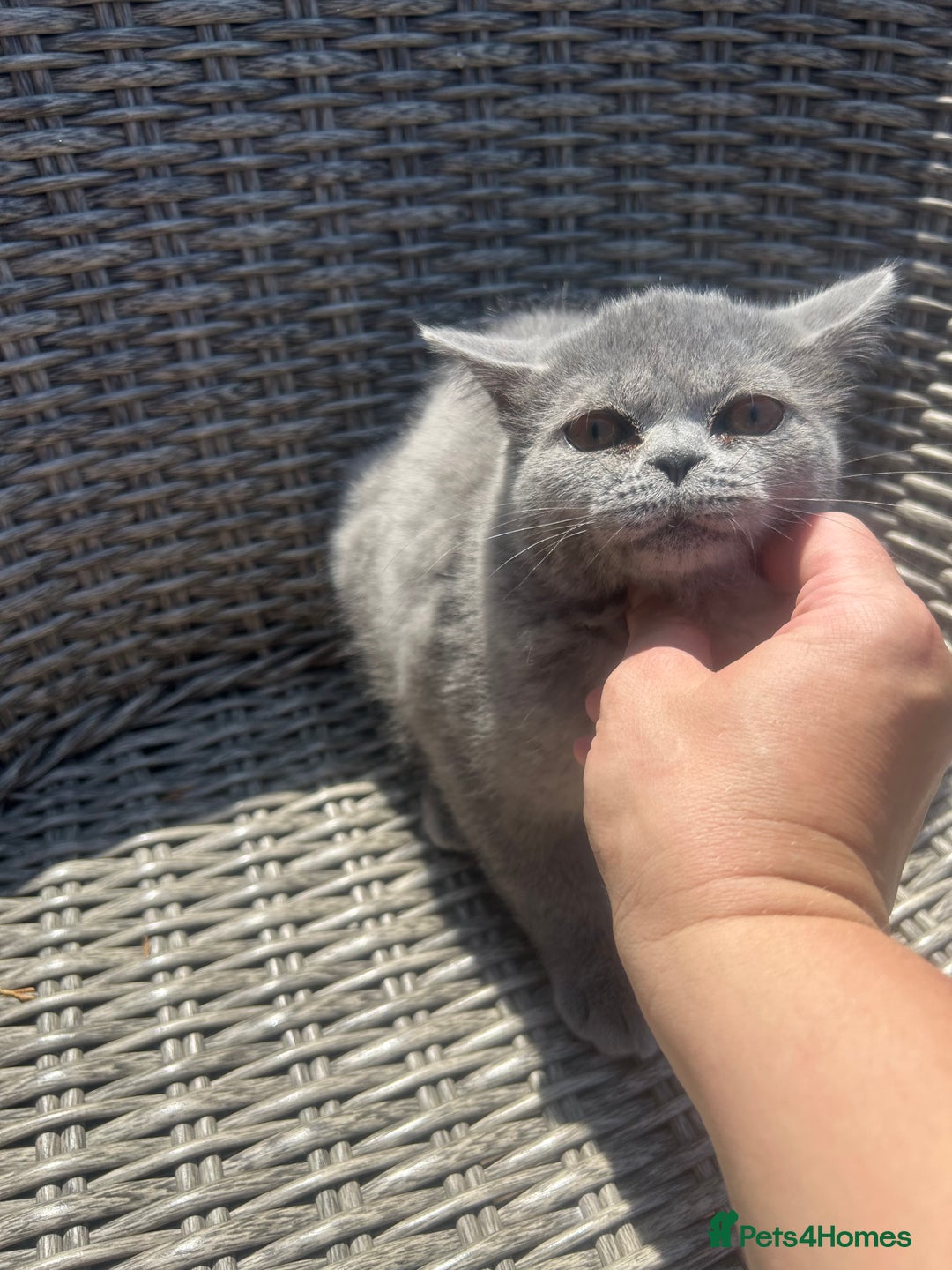 Scottish Fold cats for sale: Scottish Straight Boy Available in Bognor Regis - Image 6