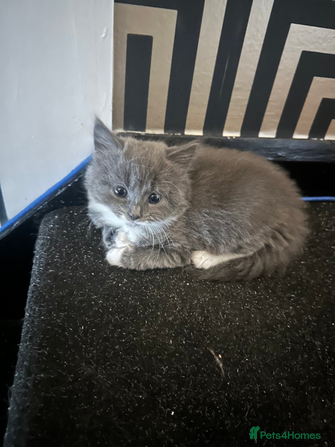 Maine Coon cats for sale: Beautiful blue/Gray kittens  - Advert 6