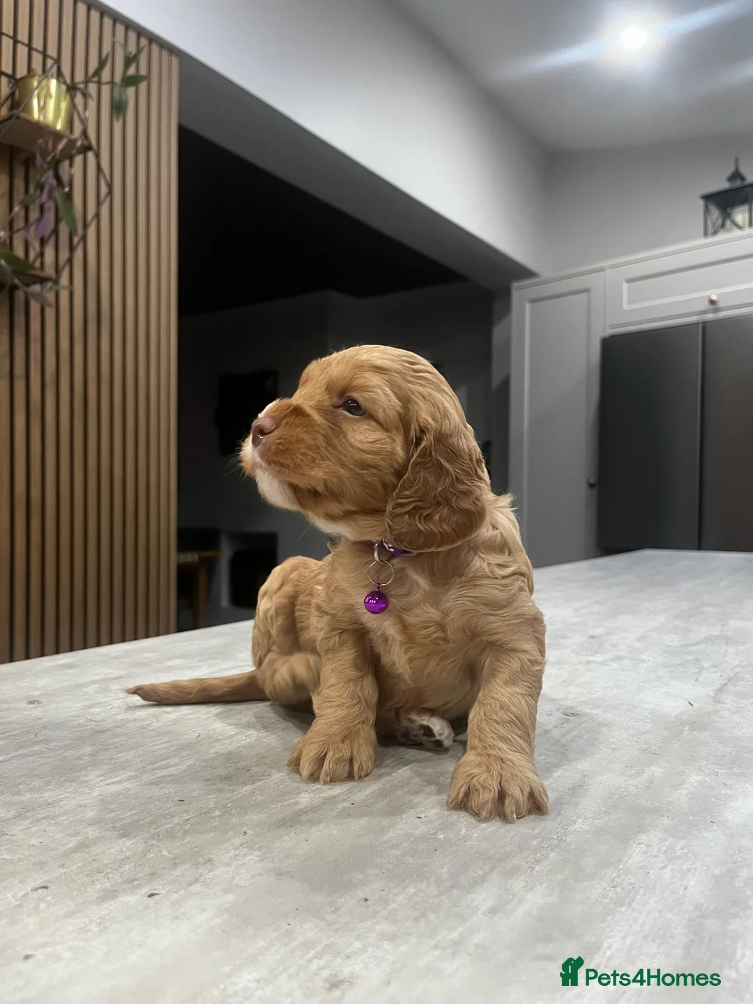 Cockapoo dogs for sale: Cockapoo puppies - Advert 21