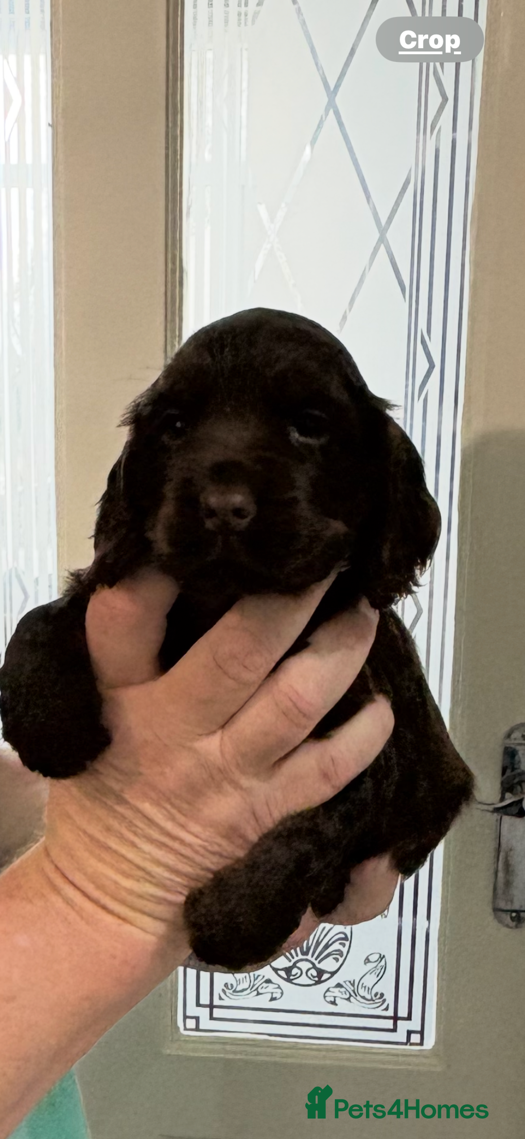 Cocker Spaniel dogs for sale:  Show Cocker spaniel puppies - Image 3