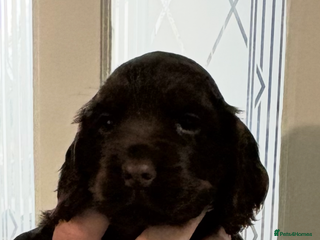 Cocker Spaniel dogs - Advert 25