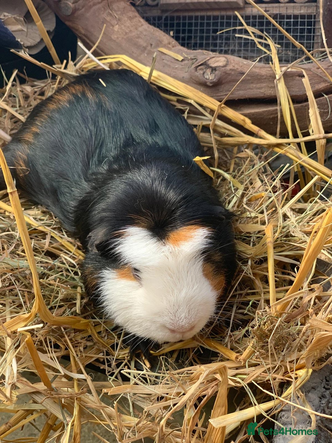 Guinea Pig rodents for sale: Selection of guinea pigs  - Advert 2