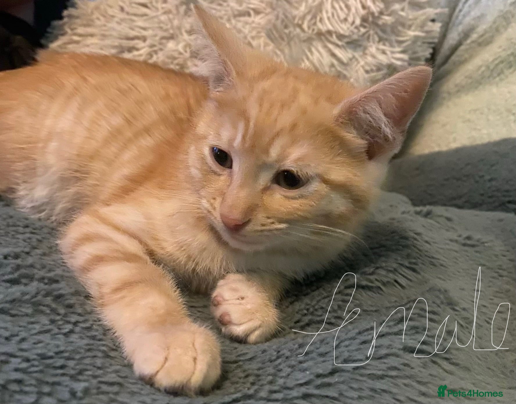 Domestic Shorthair cats Kittens for sale - Advert 22