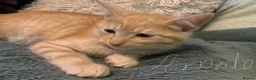 Domestic Shorthair cats for sale: Kittens for sale - Advert 6