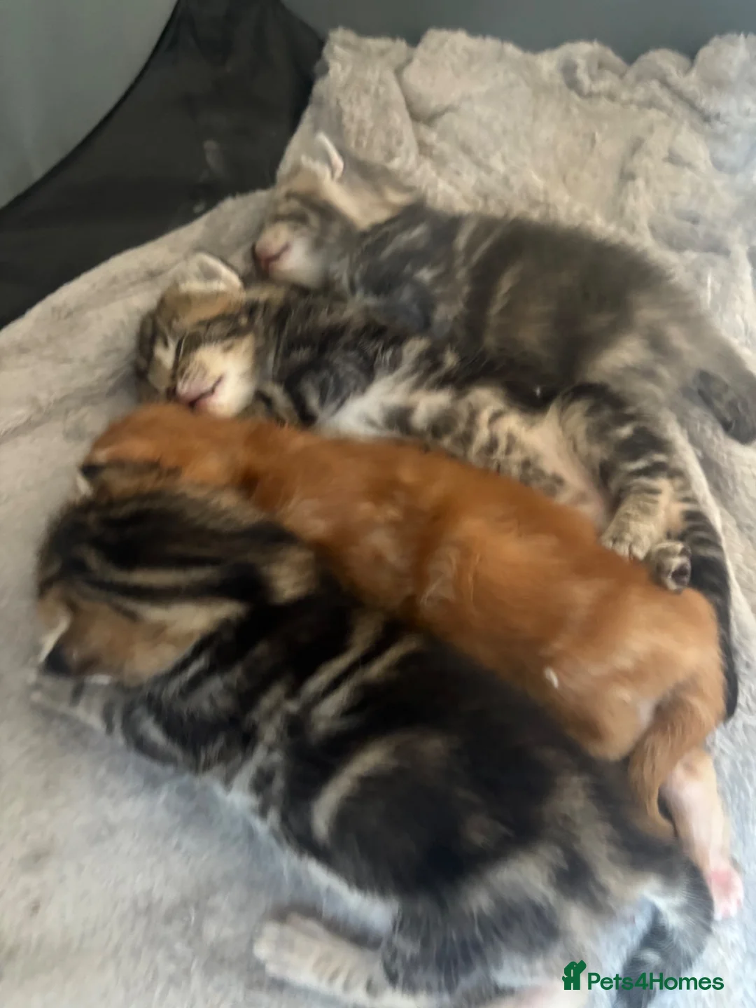 Mixed Breed cats for sale: Kittens looking for new homes. Mix breed  - Advert 2