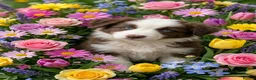 Border Collie dogs for sale: Border collie pups - Advert 3