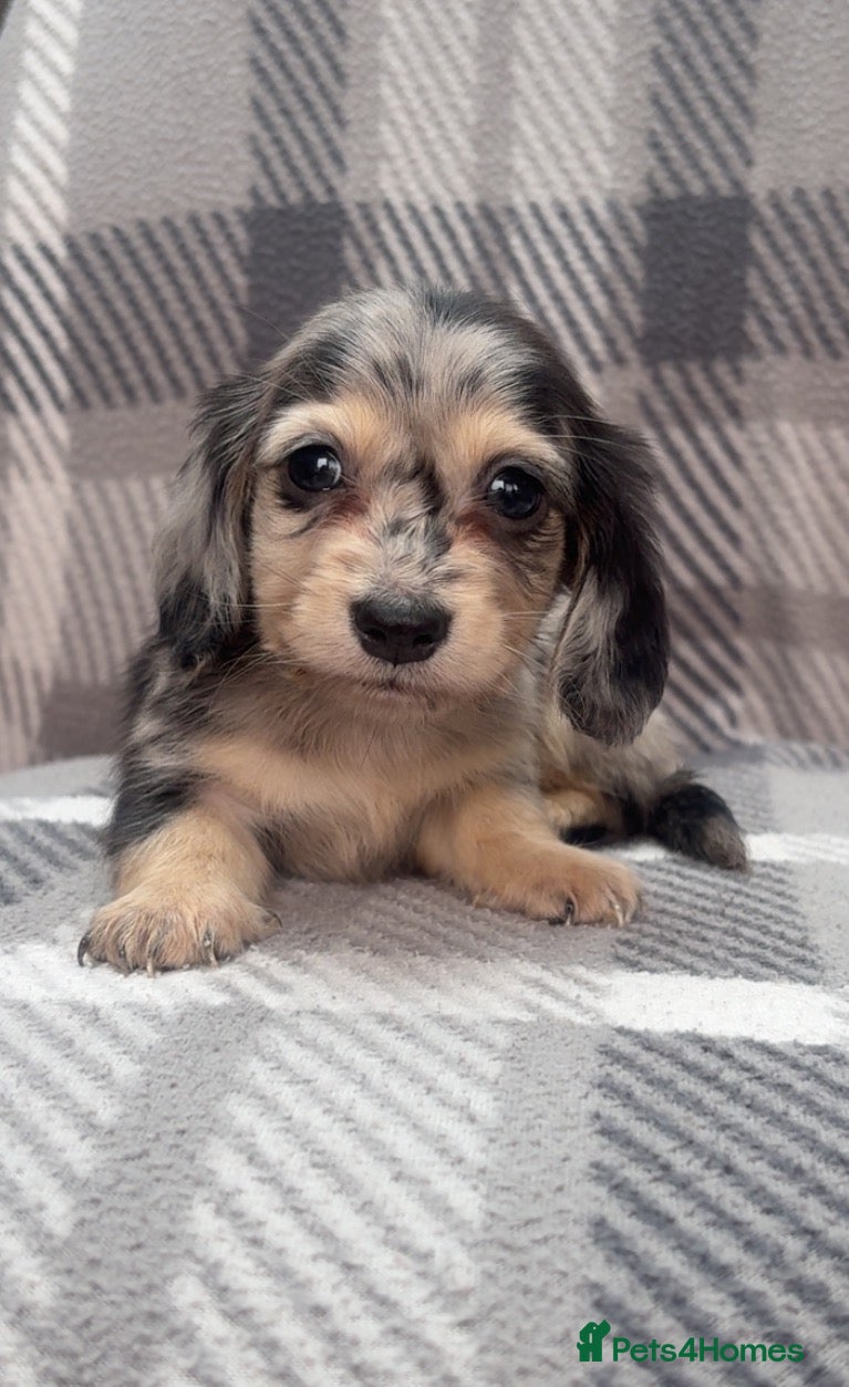 Miniature Dachshund dogs Mini long haired dachshund  - Advert 4