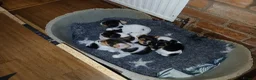 Jack Russell dogs for sale: Jack Russel puppies in Worcester - Advert 6