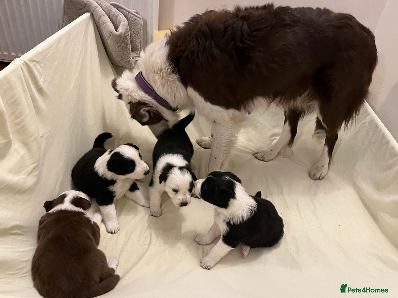 Border Collie dogs Cornmill Farm Border Collies  - Advert 5