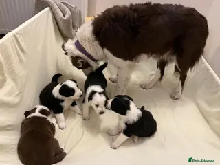 Border Collie dogs Cornmill Farm Border Collies - Advert 5