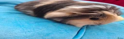 Guinea Pig rodents for sale: Long smooth coated sheltie - Advert 11
