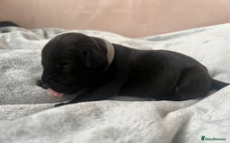 Cane Corso dogs for sale: Yuki & Aries Cane Corso Puppies  - Image 21